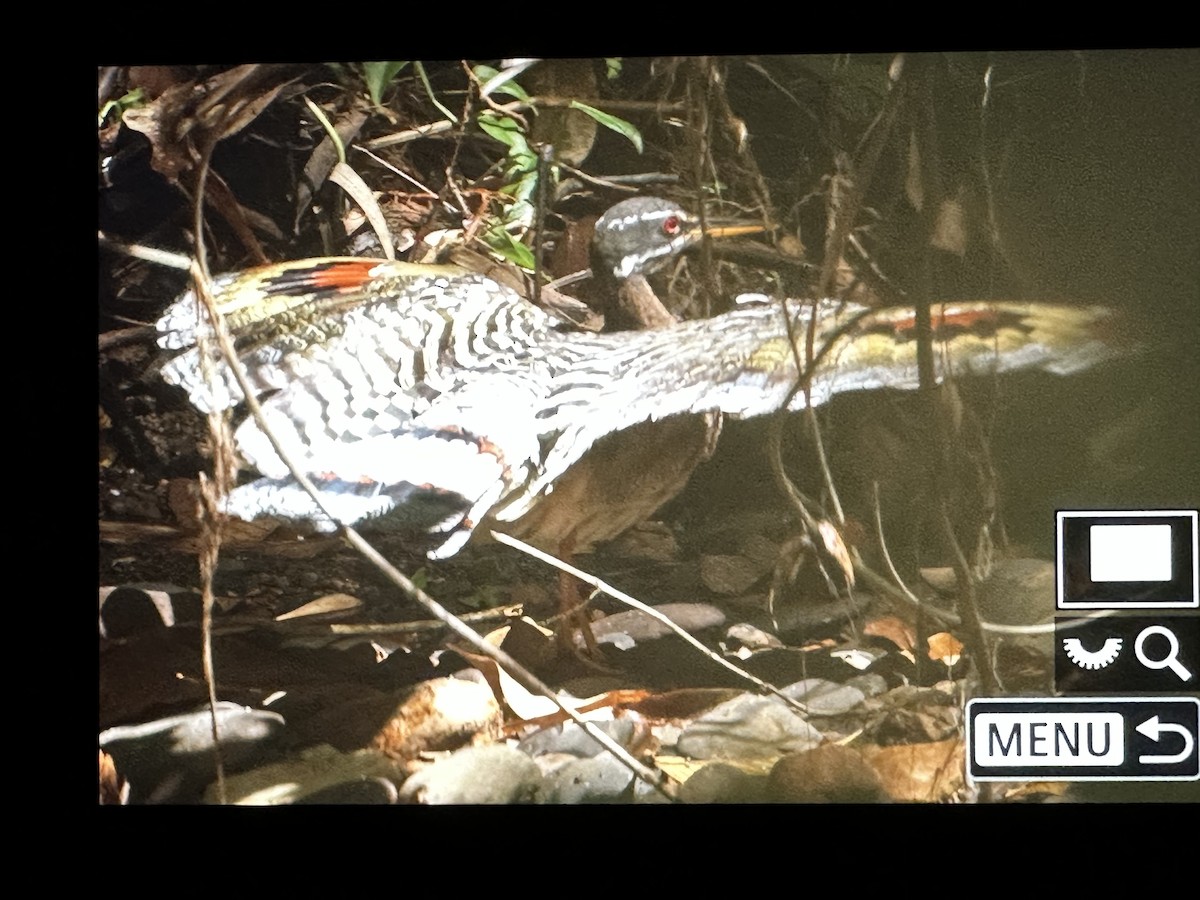 Sunbittern - ML646714904