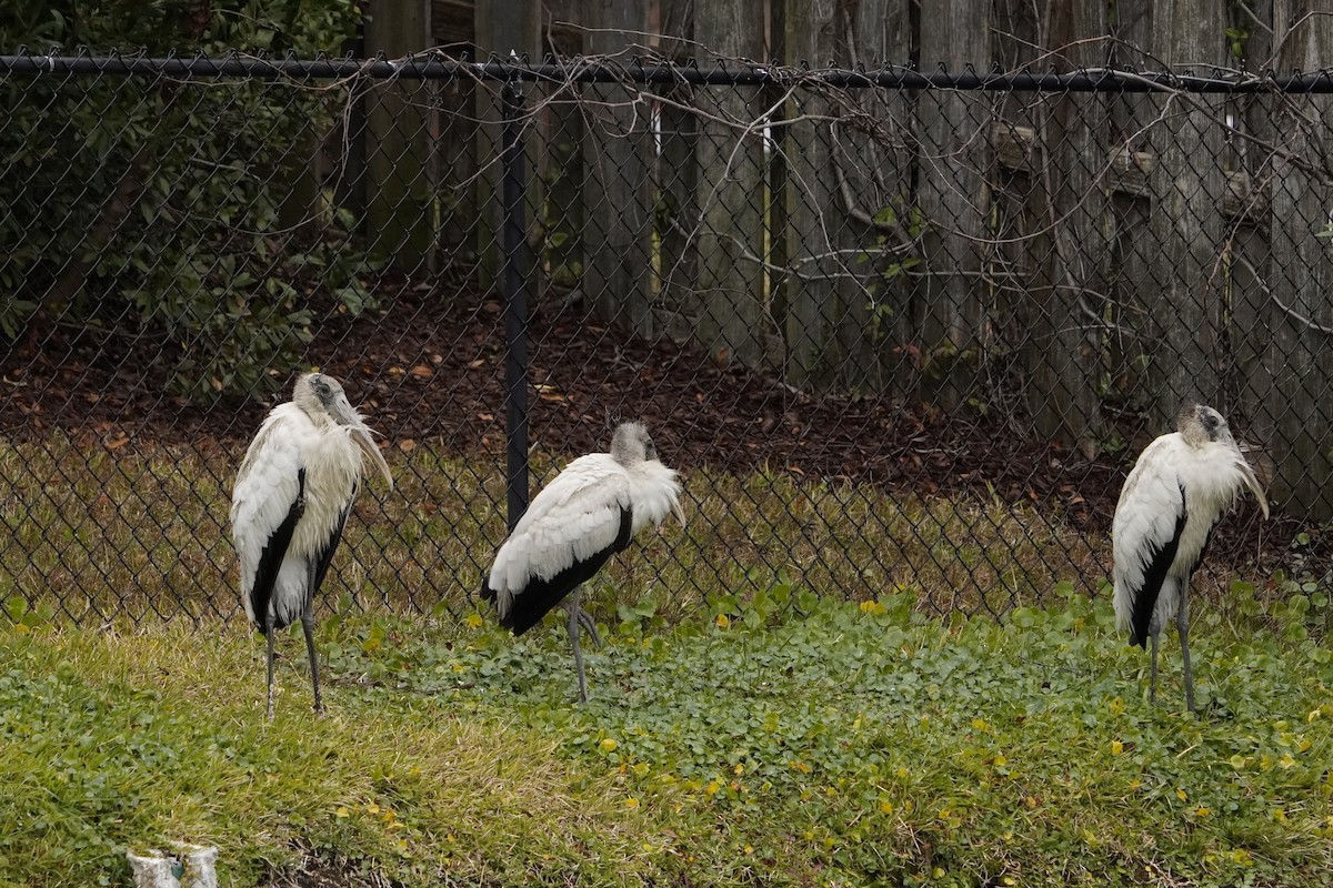 Wood Stork - ML646714905