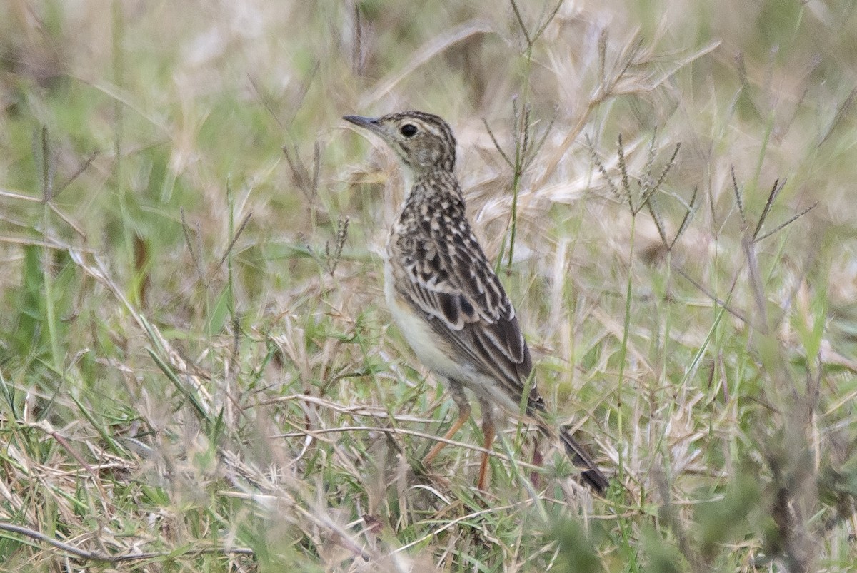 Yellowish Pipit - ML646714906