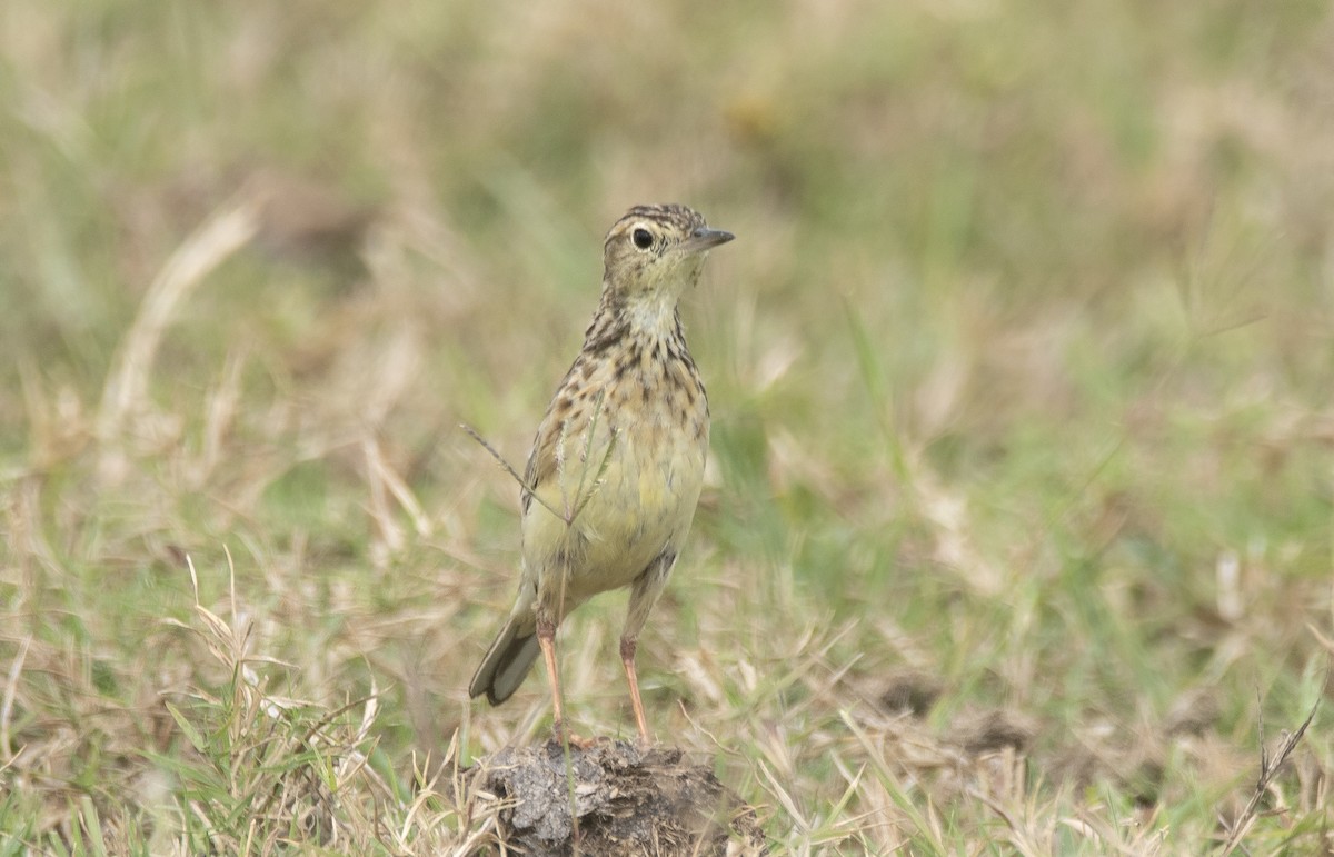 Yellowish Pipit - ML646714907
