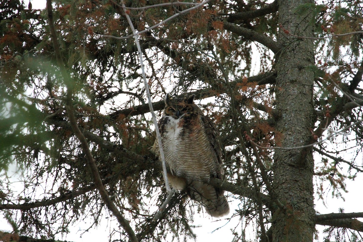 Great Horned Owl - ML646714908