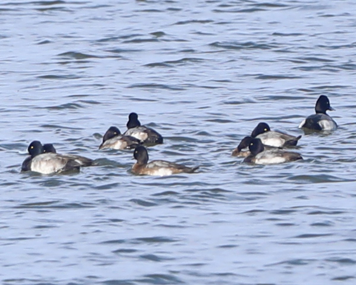 小斑背潛鴨 - ML646714909