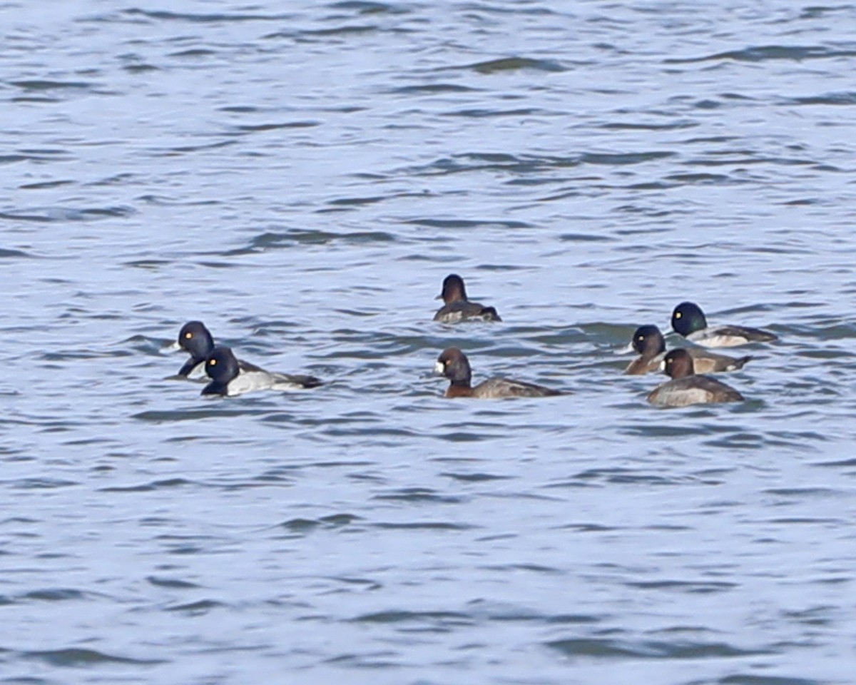 小斑背潛鴨 - ML646714910