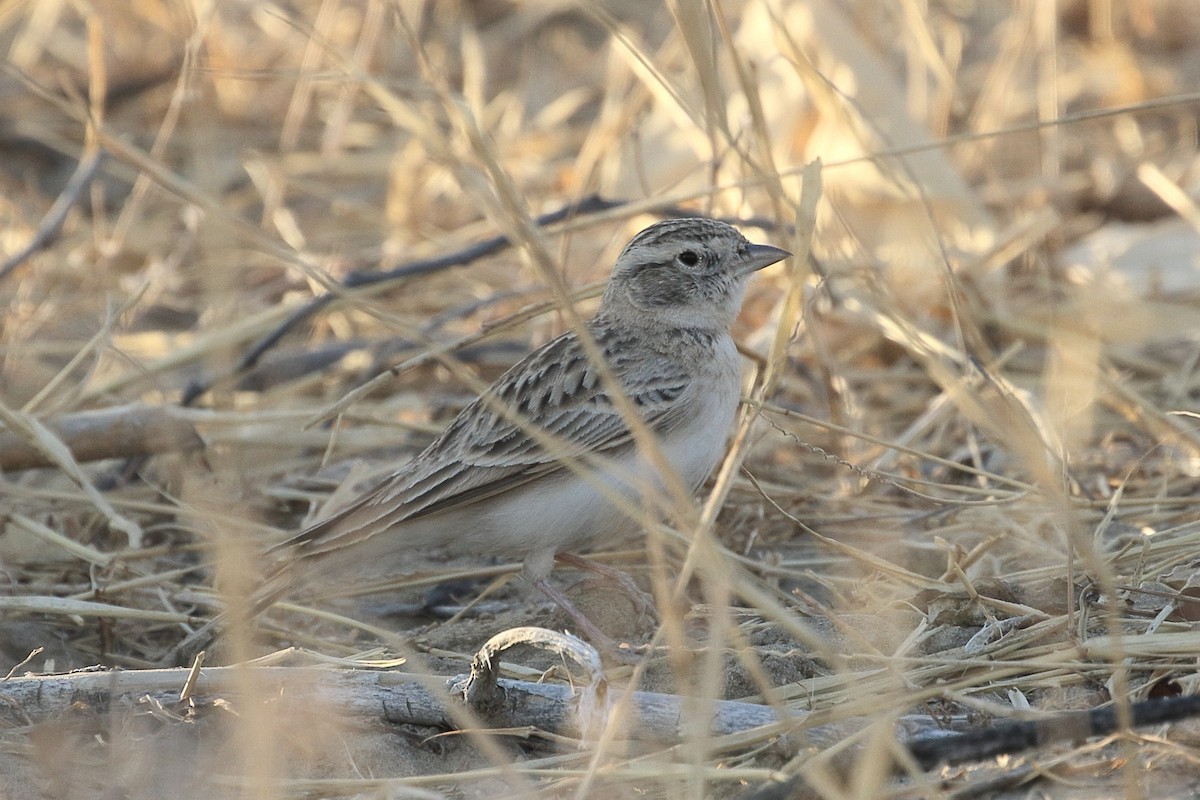 大短趾百靈 - ML646714912