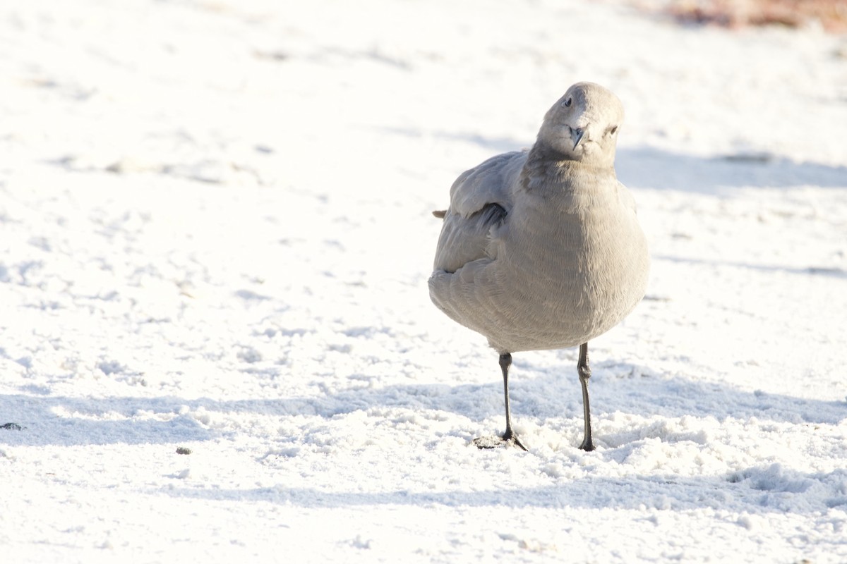 Gray Gull - ML646714913