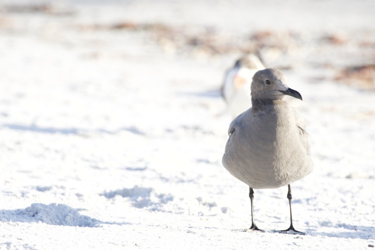 Gray Gull - ML646714914