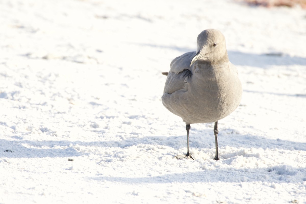 Gray Gull - ML646714915