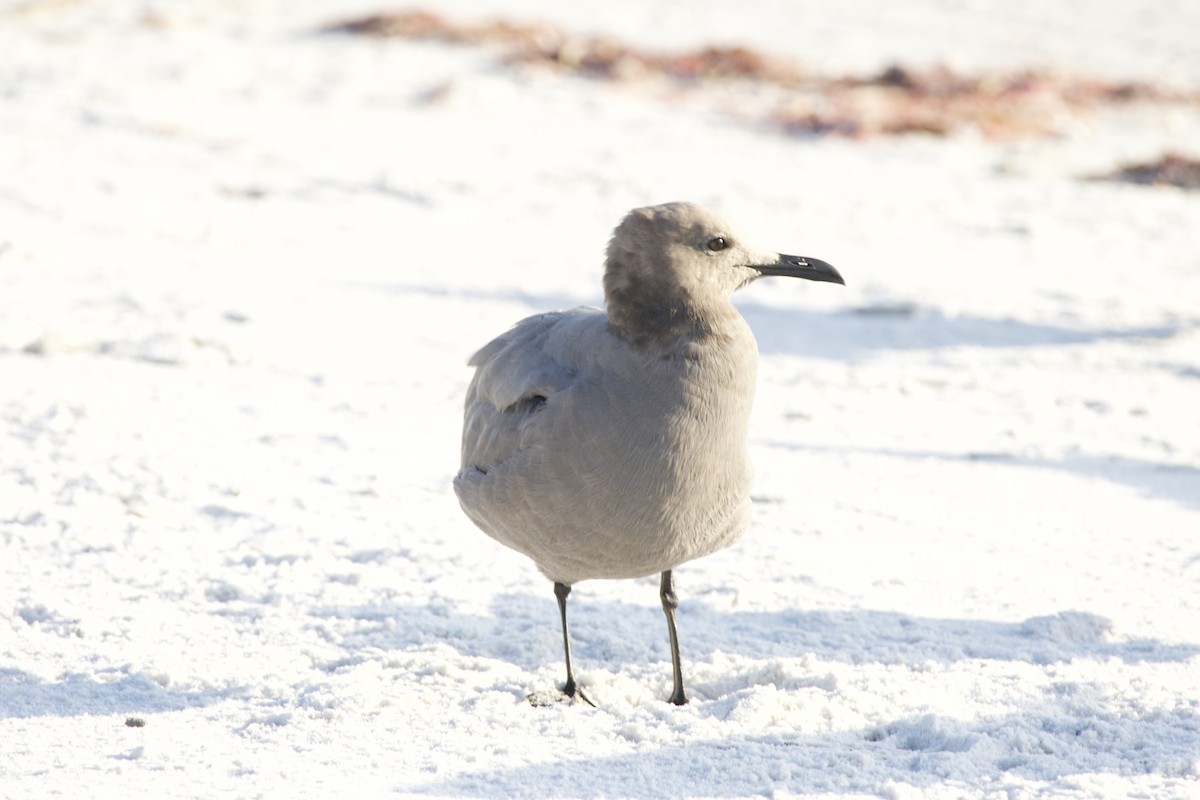 Gray Gull - ML646714916