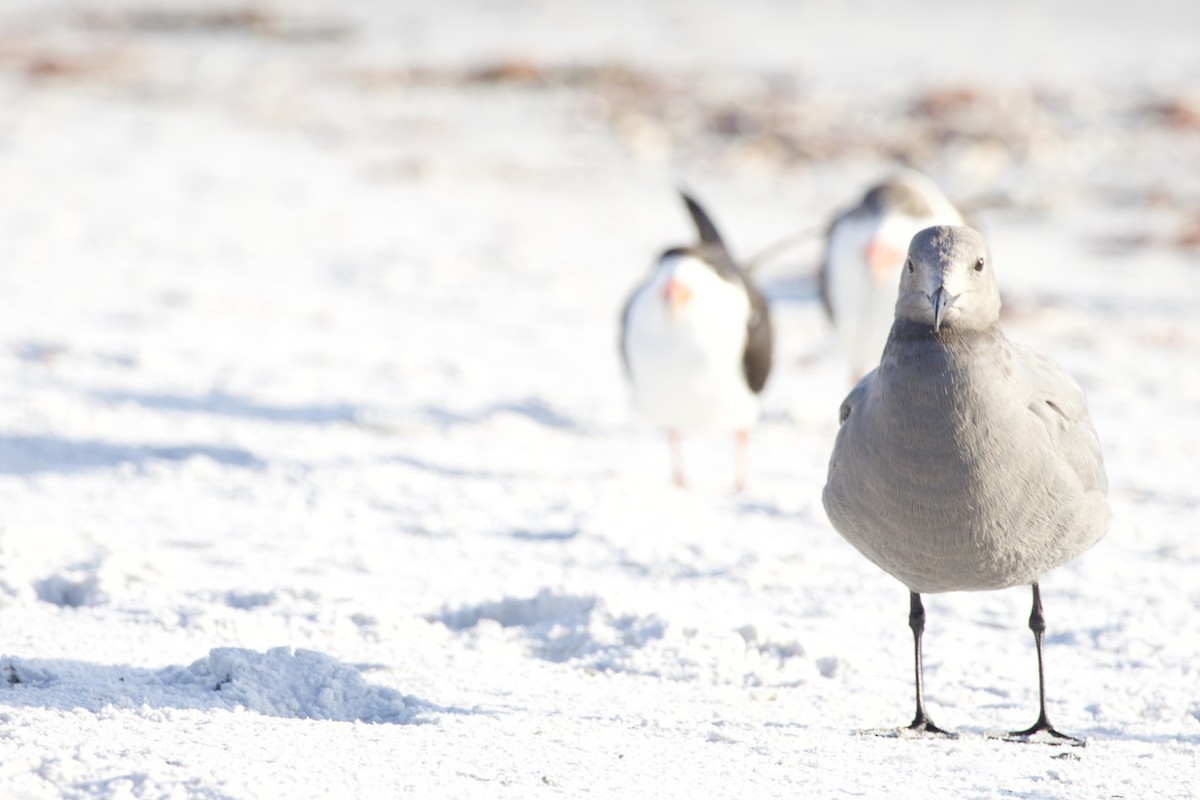 Gray Gull - ML646714917
