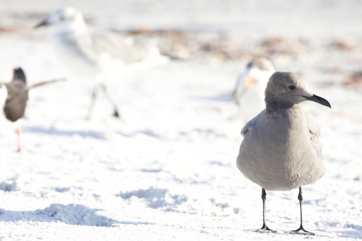 Gray Gull - ML646714918