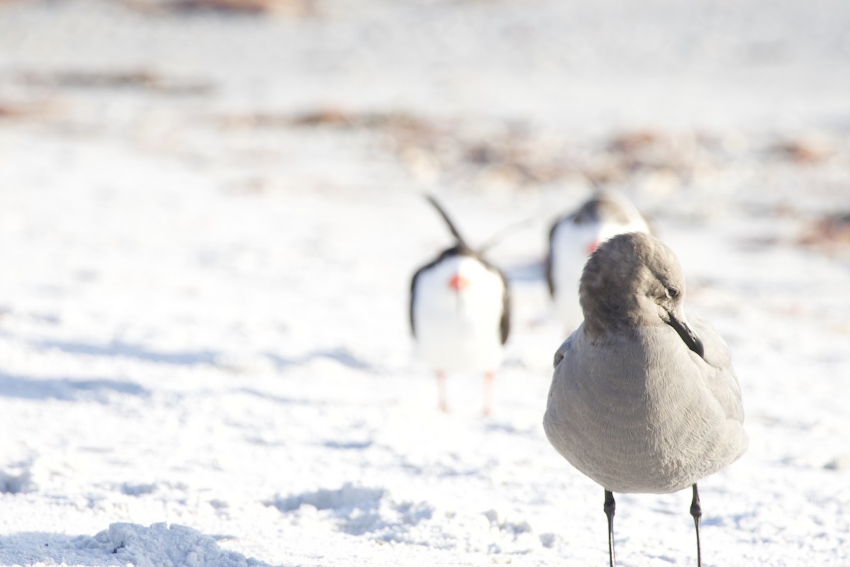 Gray Gull - ML646714919