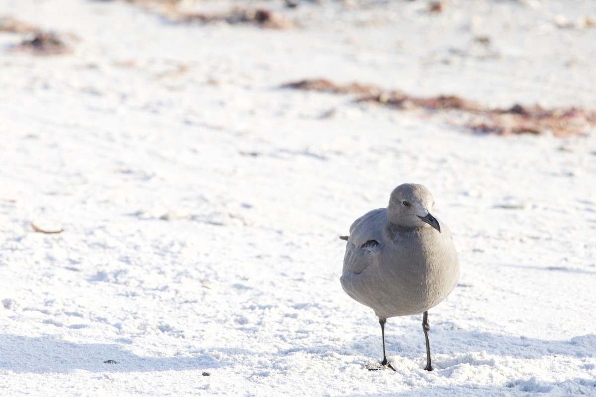 Gray Gull - ML646714920