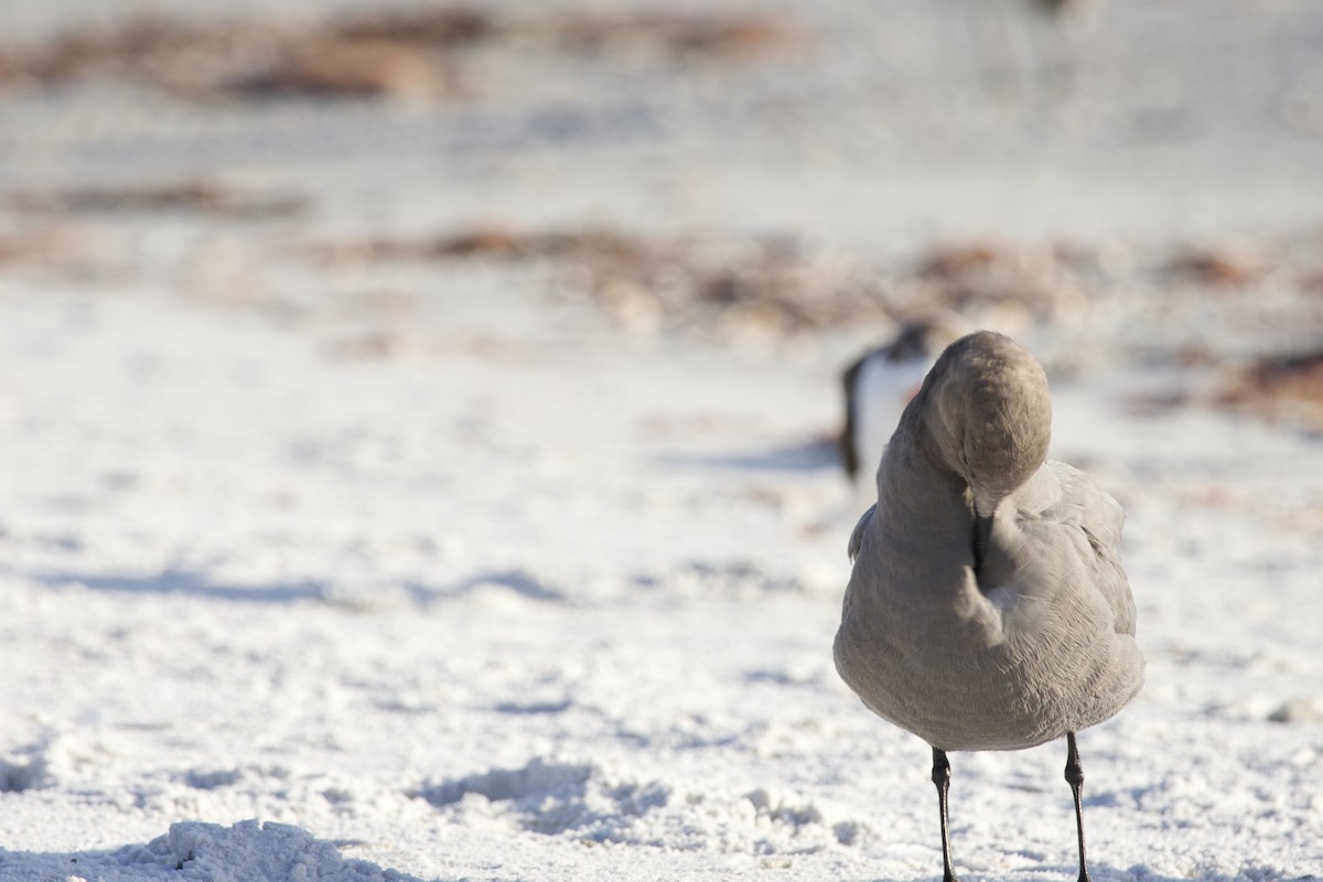 Gray Gull - ML646714921