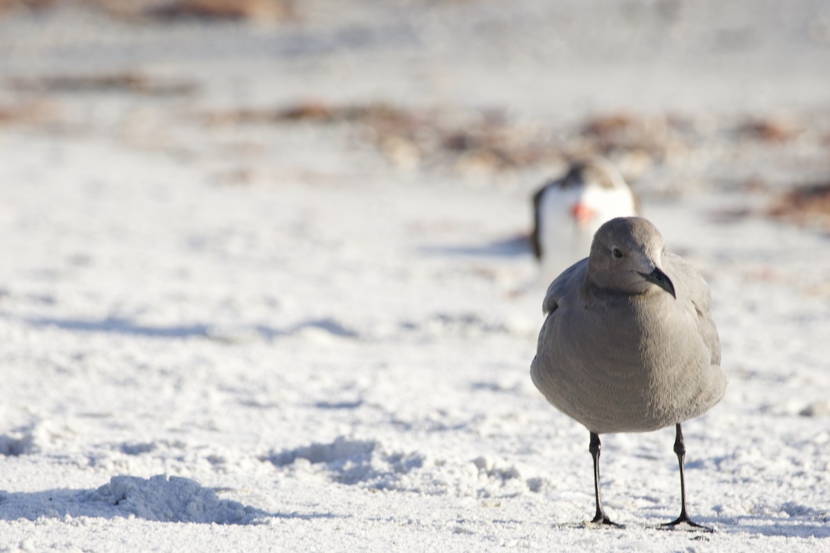 Gray Gull - ML646714922