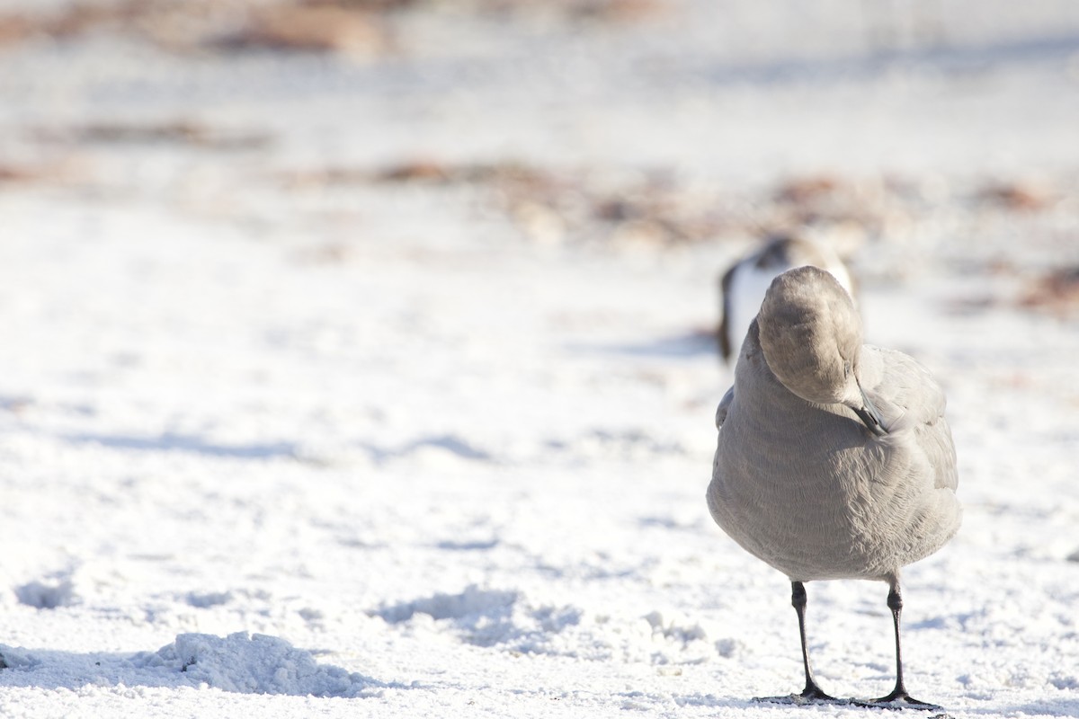Gray Gull - ML646714923