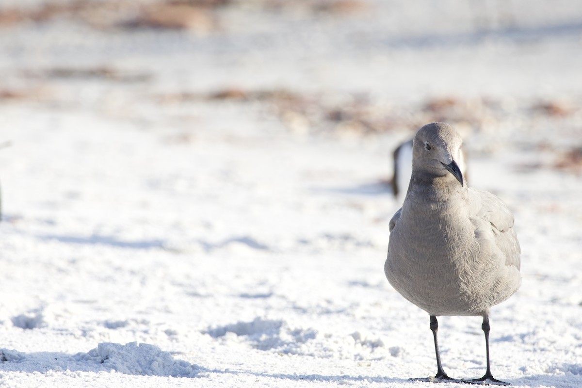 Gray Gull - ML646714924