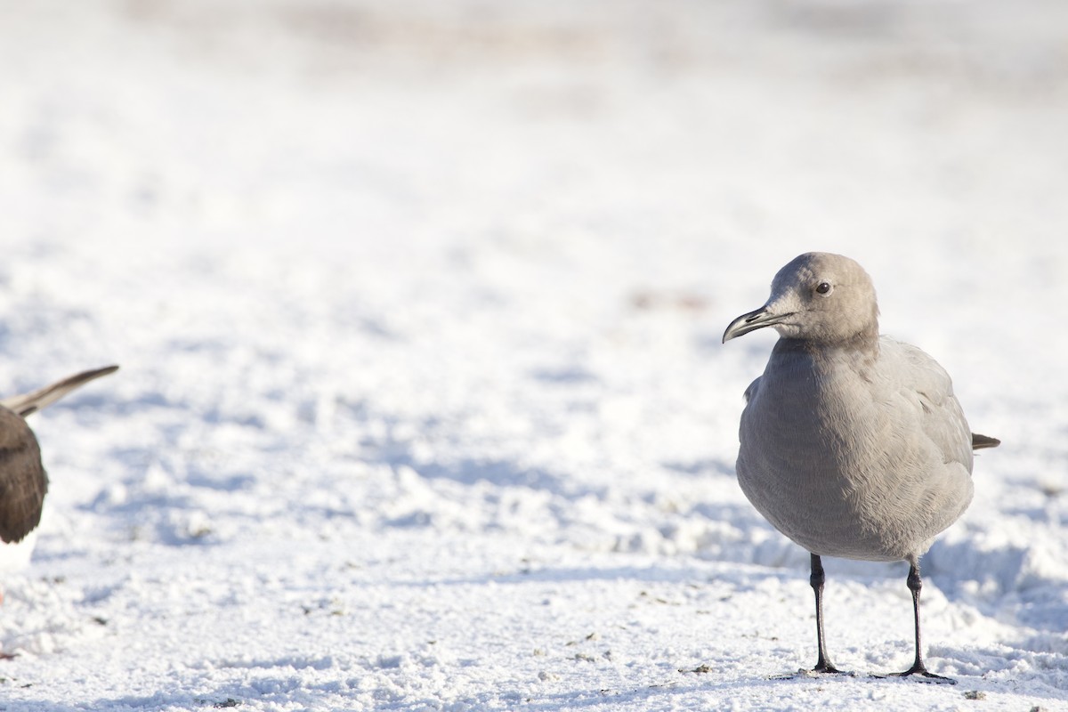 Gray Gull - ML646714926