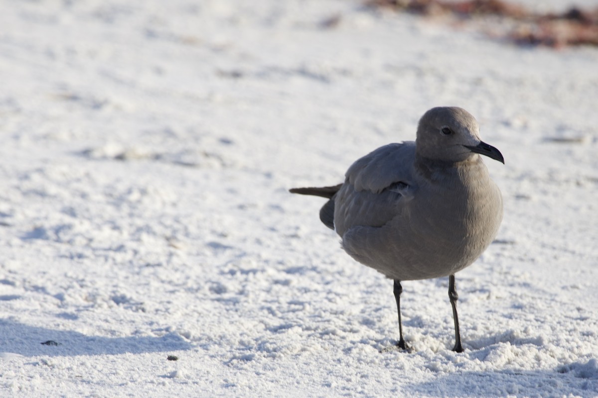 Gray Gull - ML646714927