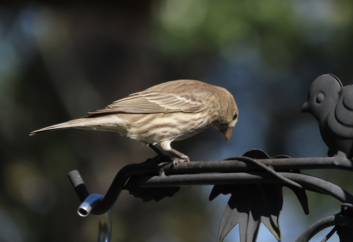House Finch - ML646714928