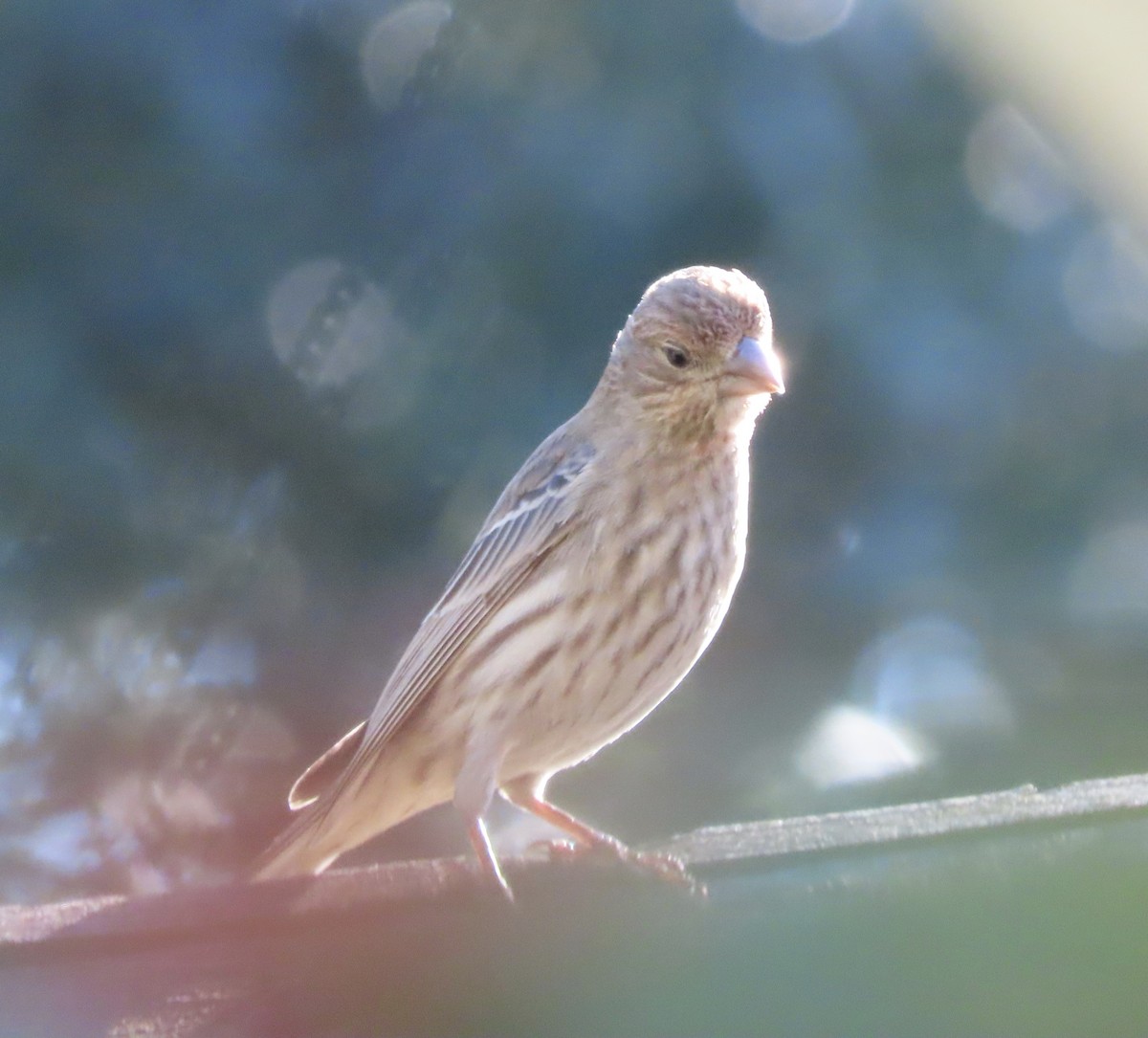 House Finch - ML646714937