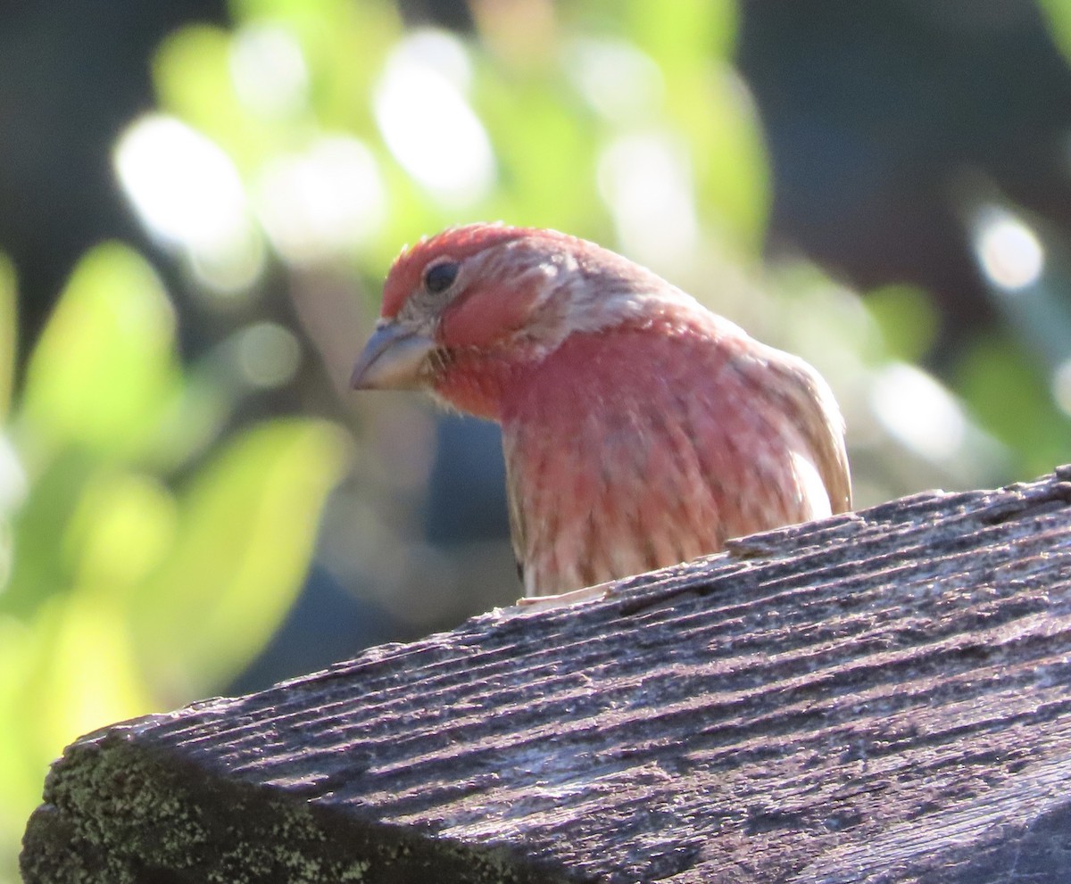 House Finch - ML646714938
