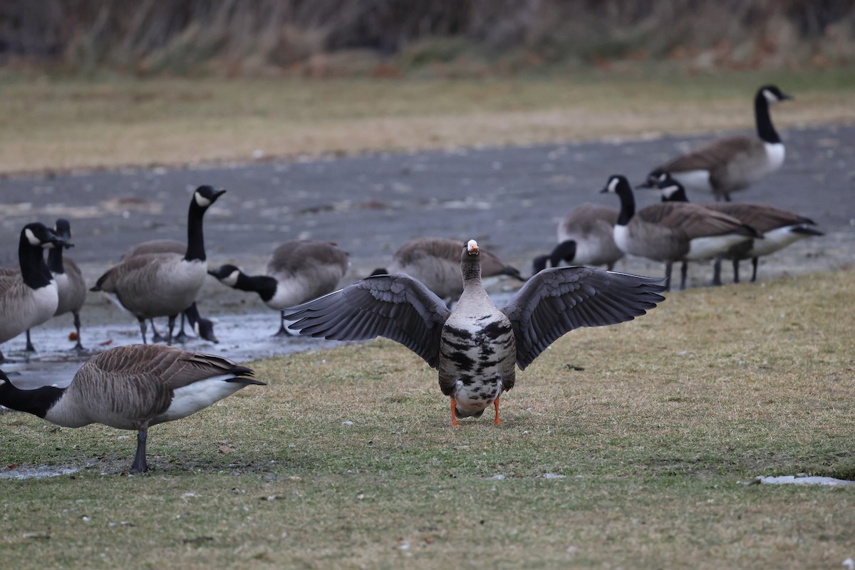 husa běločelá - ML646714939