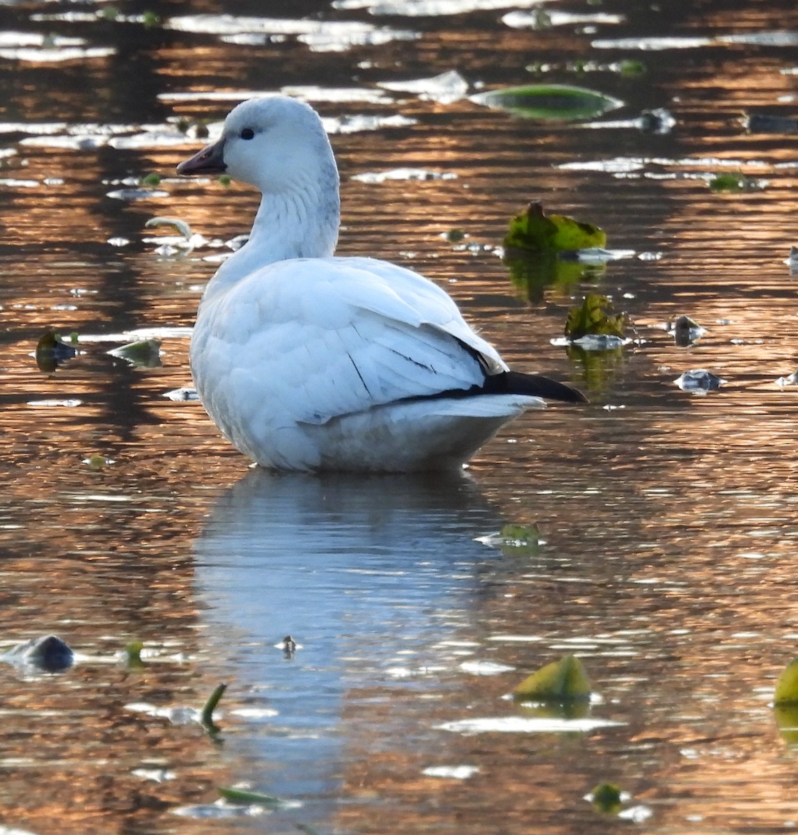 Küçük Kar Kazı - ML646714940