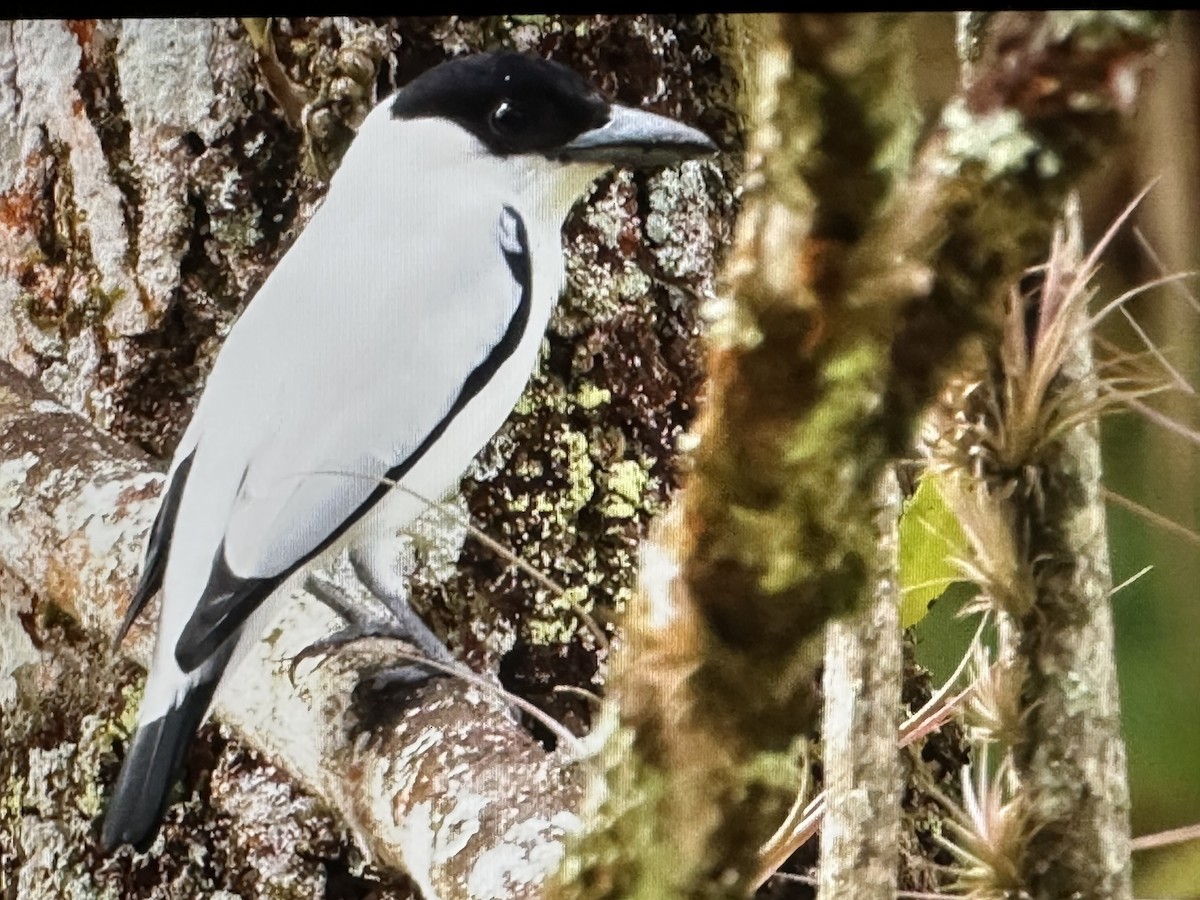 Black-tailed Tityra - ML646714941