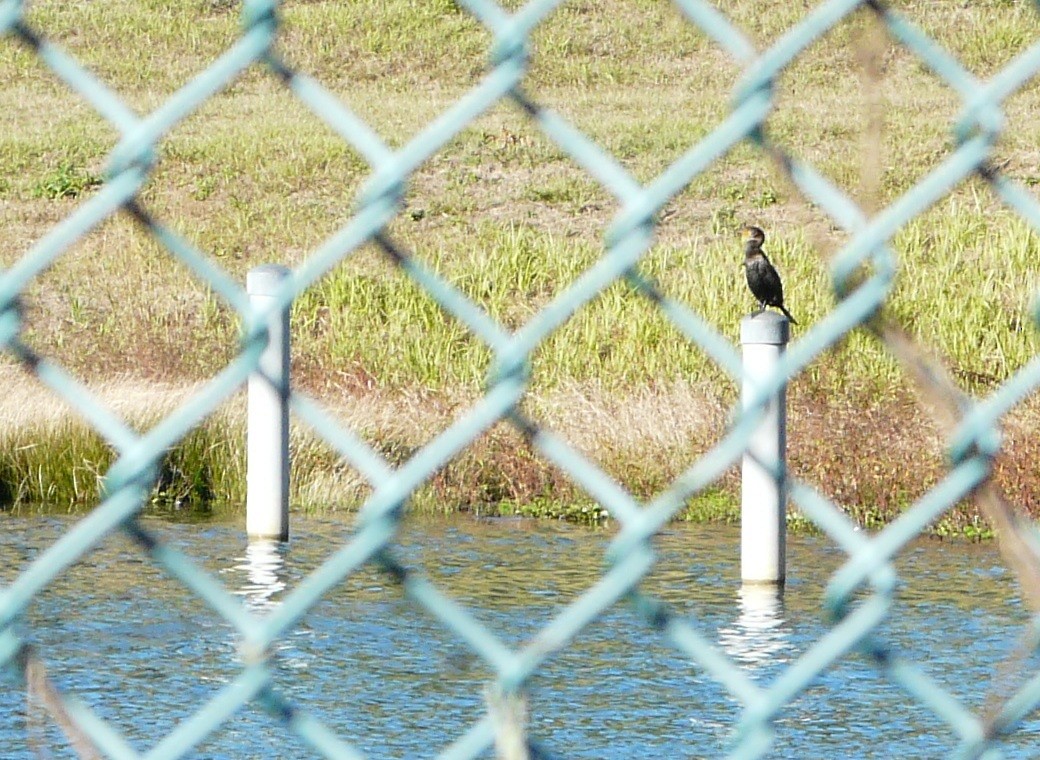 Double-crested Cormorant - ML646714942