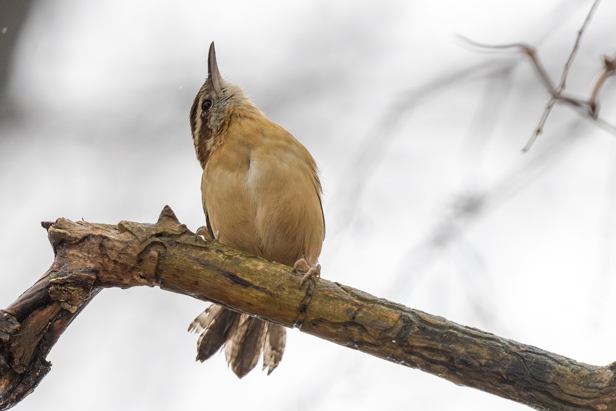 Carolina Wren - ML646714943