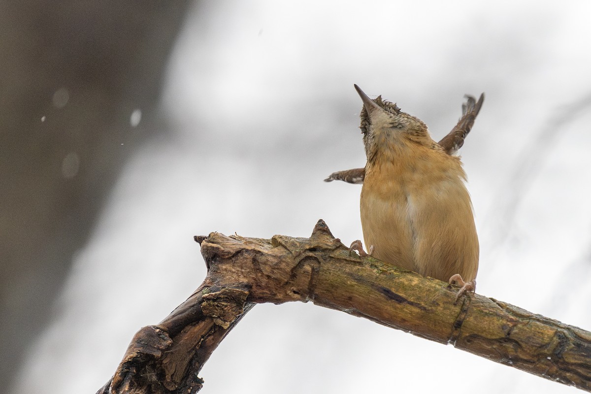 Carolina Wren - ML646714944