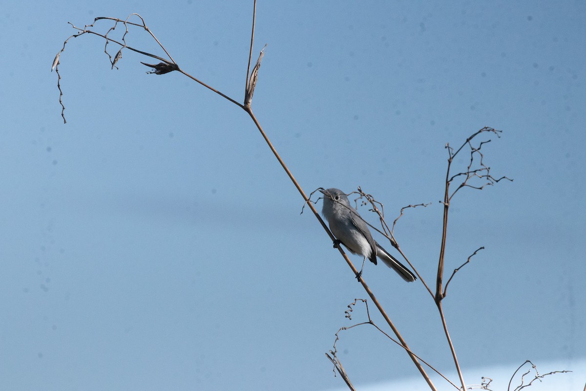 Blue-gray Gnatcatcher - ML646714945