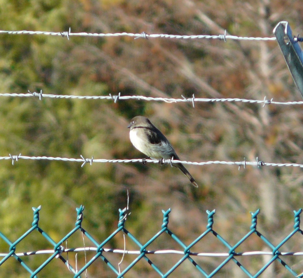 Eastern Phoebe - ML646714946