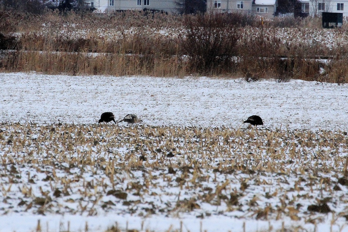 火雞 - ML646714947