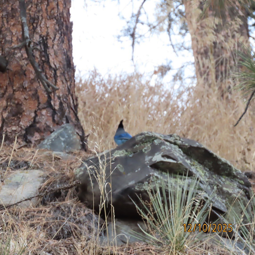 Steller's Jay - ML646714950