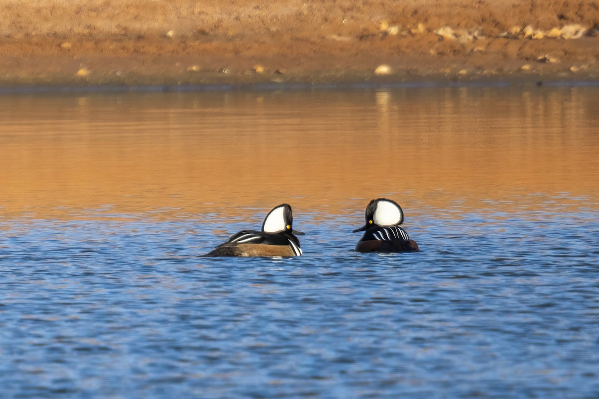 מרגון מקושט - ML646714951