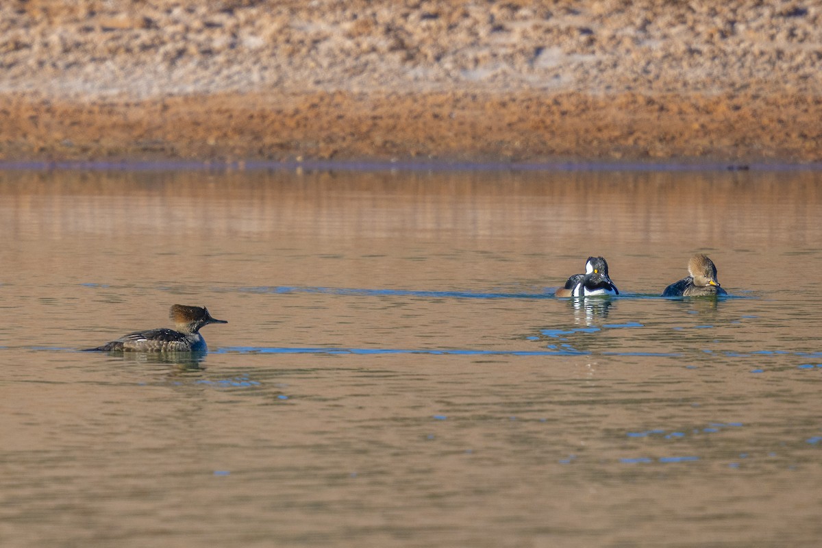 מרגון מקושט - ML646714952