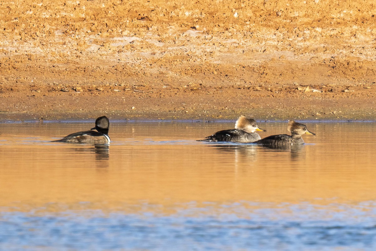 מרגון מקושט - ML646714953
