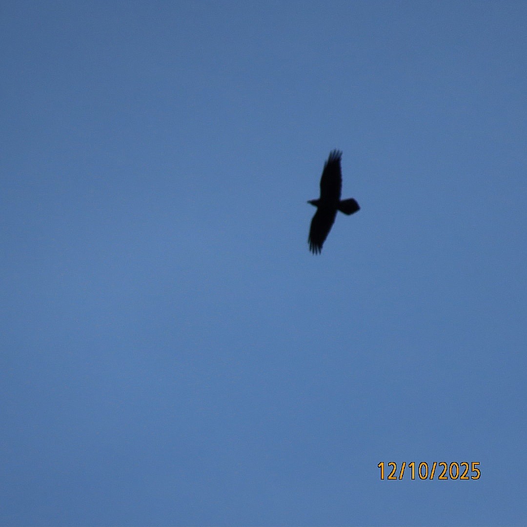 krkavec velký - ML646714954