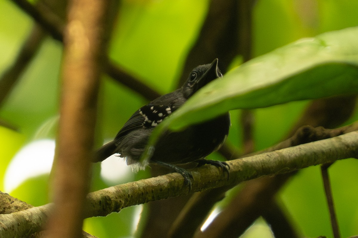 Ihering's Antwren - ML646714955