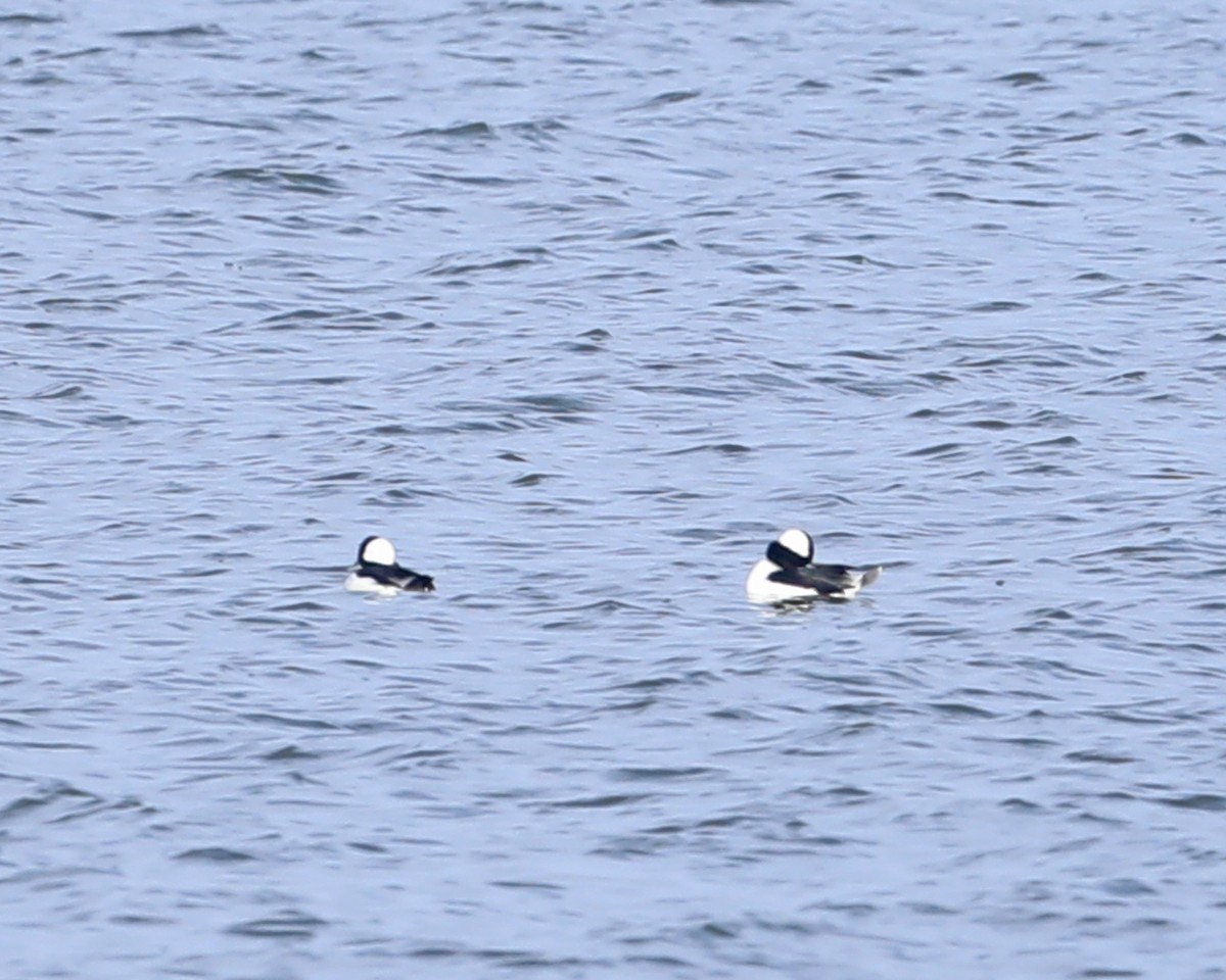 Bufflehead - ML646714956
