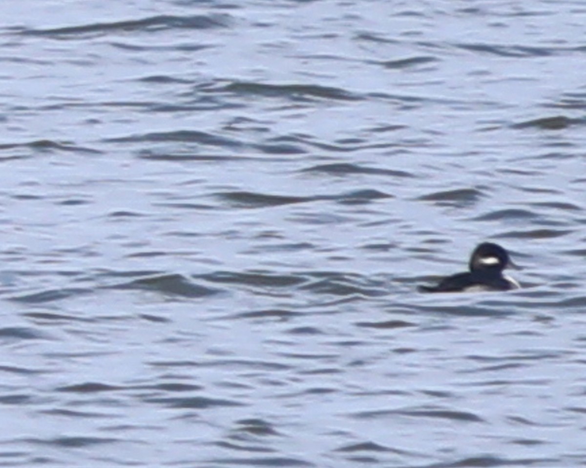 Bufflehead - ML646714957