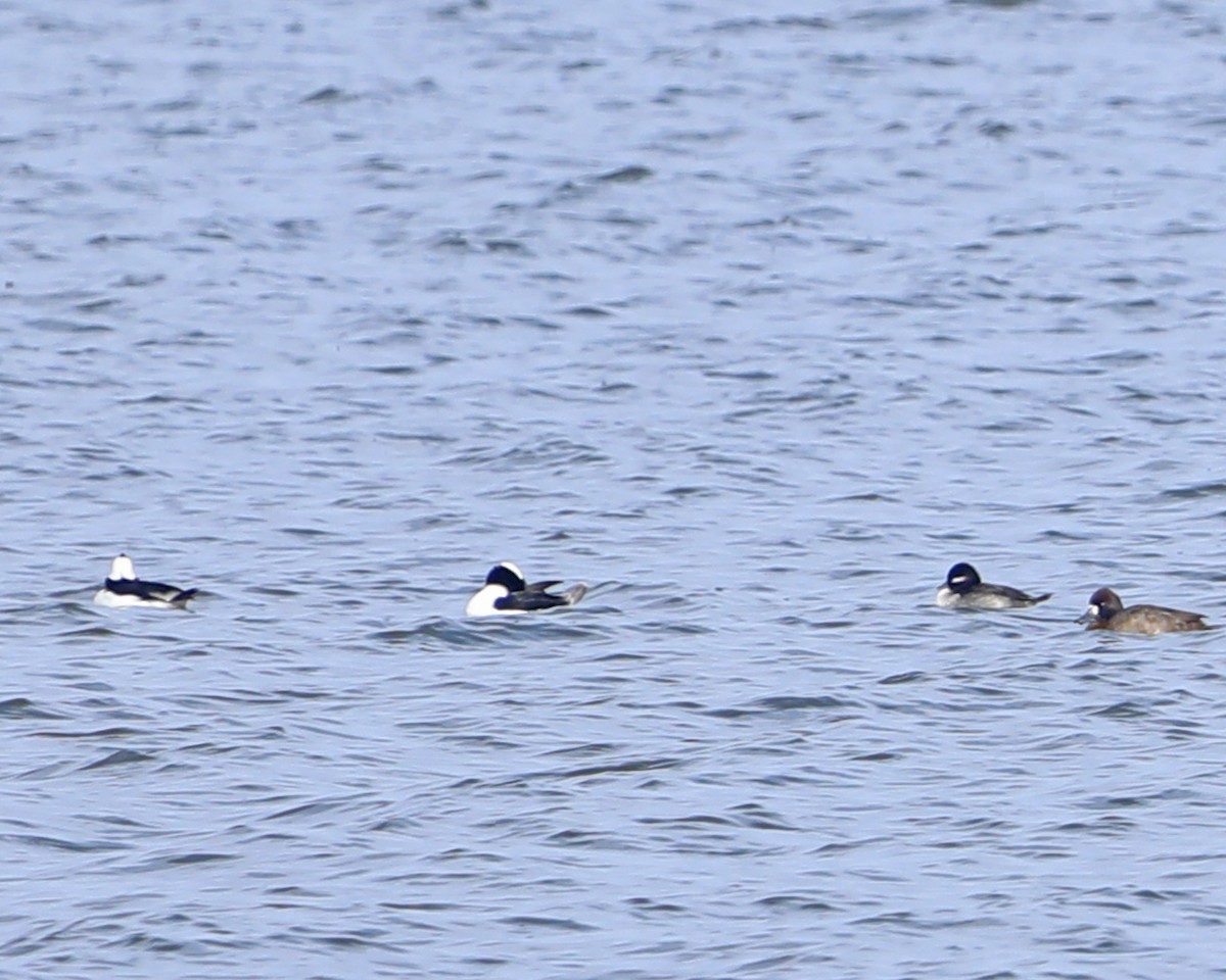 Bufflehead - ML646714958
