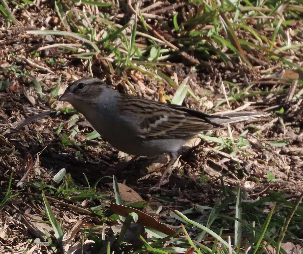 strnádka vrabcovitá - ML646714964