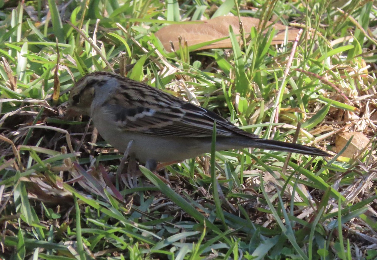 strnádka vrabcovitá - ML646714966