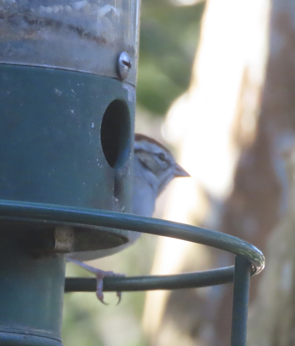 strnádka vrabcovitá - ML646714968