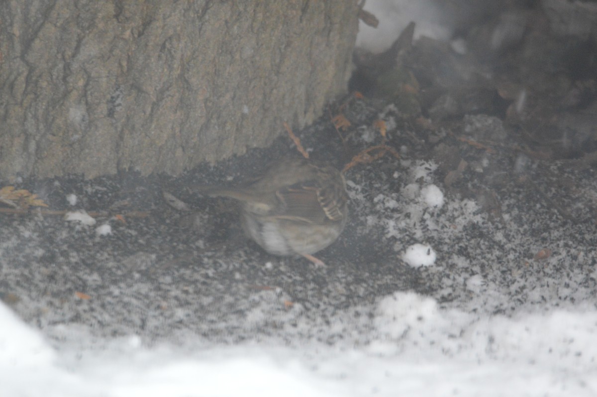 White-throated Sparrow - ML646714970