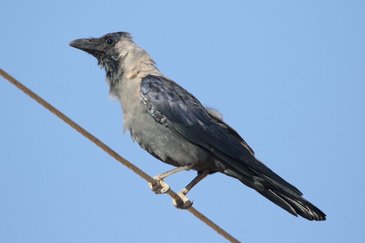 vrána domácí - ML646714972