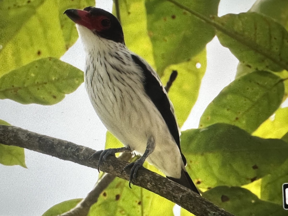 Black-tailed Tityra - ML646714973