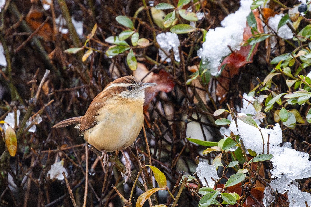 střízlík karolínský - ML646714974